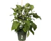 elho green basics growpot 40cm, Sadzarka w doniczce, Podgląd zdjęcia produktu 3