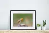MuchoWow® Gerahmtes Poster Tiere - Vogel - Rotkehlchen Produktbild-Vorschau 6