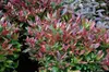 Leucothoe 'Zeblid' ('scarletta') - Traubenheide 40- 50 cm - Podgląd zdjęcia produktu 3