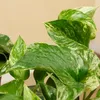 1x Epipremnum Marble Queen P12 H25 Produktbild-Vorschau 5