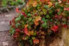 Stauden Gänge 1 x Geranium cantabrigiense 'Biokovo' -  Produktbild-Vorschau 3