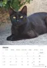 Katzen Kalender 2027 Produktbild-Vorschau 3