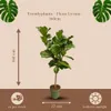 Trendyplants - Ficus Lyrata am Stiel - Tabakpflanze - Produktbild-Vorschau 4