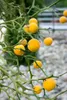 Poncirus trifoliata, Bitterorange, 60–80 cm Produktbild-Vorschau 2