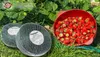 Vogelschutznetz 8m x 8m Obstbaumnetz Gemüsenetz Produktbild-Vorschau 5