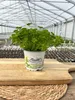 Enseleits Petersilie Petroselinum crispum, frische Kräuter Produktbild-Vorschau 2