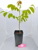 Noyer (Juglans regia), hauteur 40 cm, pot de 3 litres Voir les images du produit 2