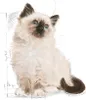 A watercolor illustration of a fluffy kitten with blue eyes, sitting and looking upwards. The illustration is surrounded by faint sketch lines and measurements, suggesting it's a design or concept sketch. Náhled obrázku produktu