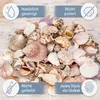 Muscheln und Schneckenhäuser 1 kg ca. 4-7 cm Muschelmix Produktbild-Vorschau 6