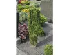 Cesmína japonská sloupovitá FloraSelf Ilex crenata Náhled obrázku produktu 2