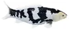 Mojo Sealife Koi Karper - Shiro Utsuri Koi - 381102 Podgląd zdjęcia produktu 2