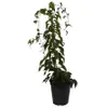 Super Issai Kiwipflanze Actinidia arguta selbstfruchtbar Produktbild-Vorschau 1