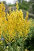Verbascum olympicum, Königskerze, silbergrau, ca. 9x9 cm Produktbild-Vorschau 1