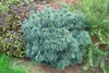 Tränen-Kiefer 70-80 cm, im Topf - Pinus wallichiana, Produktbild-Vorschau 2