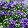 3 x Clematis Kletterplanzen Mix (3 Pflanzen): 3 kaufen/2 Produktbild-Vorschau 11