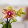 Kolibri Orchids | Orange-Gelbe Phalaenopsis-Orchidee Produktbild-Vorschau 2