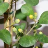 Mišpule Fík - Ficus deltoidea - kvetinác 17cm - výška cca Náhled obrázku produktu 2