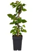 Brombeżka Black Satin, 50–70 cm – bezkolczasta odmiana Podgląd zdjęcia produktu 4