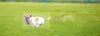 IMOU - IPC-K7FP-5H0TE-EU - Bewakingscamera - voor Productafbeelding-voorbeeld 15