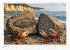 Verrückt nach Fossilien (Wandkalender 2027 DIN A4 quer), Produktbild-Vorschau 4