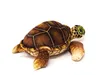 Cornelissen - Doudou - Tortue de mer marron - 25 cm Voir les images du produit 2