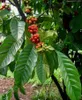 Arabica-Kaffee (Coffea arabica) - 10 Samen Produktbild-Vorschau 2