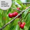 TTL GARDEN Vogelschutznetz 2x5m grün feinmaschig 20mm Produktbild-Vorschau 5