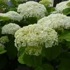Hortenzie  - Hydrangea 'Incrediball Strong'  | 40–50 cm v Náhľad obrázku produktu 2