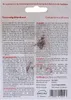 SAFLAX - Centaury - Centaurium erythraea - 250 Semená Náhľad obrázku produktu 5