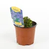 6 x Cuscini blu  - Aubrieta 'Hamburger Stadtpark'  | Vaso 9 Anteprima dell’immagine prodotto 2