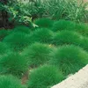 A garden bed with several rounded clumps of green grass, with some larger plants and a light-colored gravel border in the foreground. Produktbild-Vorschau