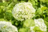 Hydrangea arborescens 'Annabelle', Schneeballhortensie, Produktbild-Vorschau 5