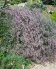 Limonium latifolium, Meerlavendel, blauviolett, ca. 9x9 cm Produktbild-Vorschau 2