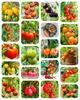 ZenGreens® Semillas Eco de Tomate – Set 20 Variedades de Vista previa de la imagen del producto 9
