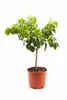 Plante de bergamote 70–100 cm Citrus bergamia « Fantastico Voir les images du produit 4