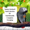An African Grey parrot is perched on a branch, eating from a cluster of berries. The background features lush green foliage and a hint of an orchard. Anteprima dell’immagine prodotto
