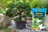 A bonsai tree in a pot, with a bag of bonsai soil next to it, in a garden setting. Produktbild-Vorschau