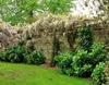 Blauregen ´ALBA´ 60-70 cm, Cont. 1,6 l, Pflanze mit Produktbild-Vorschau 6