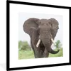 MuchoWow® Gerahmtes Poster Entgegenkommender Elefant 40x40 Produktbild-Vorschau 1