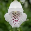 Bloomique - Zestaw 6 sztuk - Digitalis Purp. Dalmatian Podgląd zdjęcia produktu 4