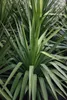 Yucca gloriosa - Palmlilie 50- 60 cm - Pojemnik Podgląd zdjęcia produktu 2