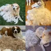 Brosse double face pour chiens et chats contre la mue et Voir les images du produit 12
