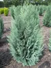 Chamaecyparis lawsoniana 'Columnaris' - Blaue Produktbild-Vorschau 1