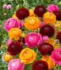 BALDUR Garten 20er Ranunkel-Mix 'Oriental Beauty', Zwiebeln Produktbild-Vorschau 1