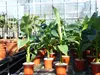 Bananenstaude Musa Basjoo 100 - 120 cm winterhart Staude Produktbild-Vorschau 2