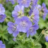 3x Polemonium caer. Bambino Blue P9H20 Produktbild-Vorschau 4
