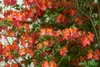 Rhododendron luteum 'Royal Command', gelb, 40–50 cm Produktbild-Vorschau 5