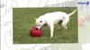 Jolly speelgoed voor honden, type "Push-n-Play", kleur Productafbeelding-voorbeeld 4
