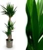 Green boutiQ - Zimmerpflanze - Yucca elephantipes - Yucca - Produktbild-Vorschau 1