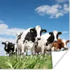 MuchoWow® Poster Kühe - Landleben - Weide - Natur - Tiere Produktbild-Vorschau 1